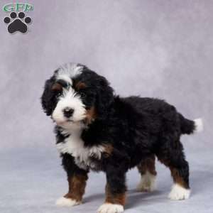 Blake, Mini Bernedoodle Puppy